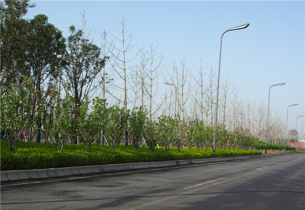 西安道路绿化公司