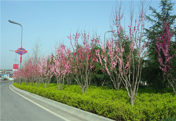 平顶山园林绿化景观设计